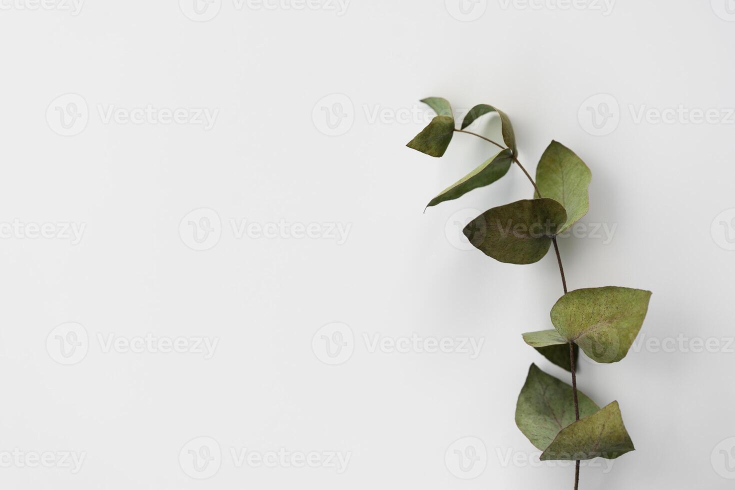 Set botanic Green leaves, eucalyptus branches, isolated on white background. photo