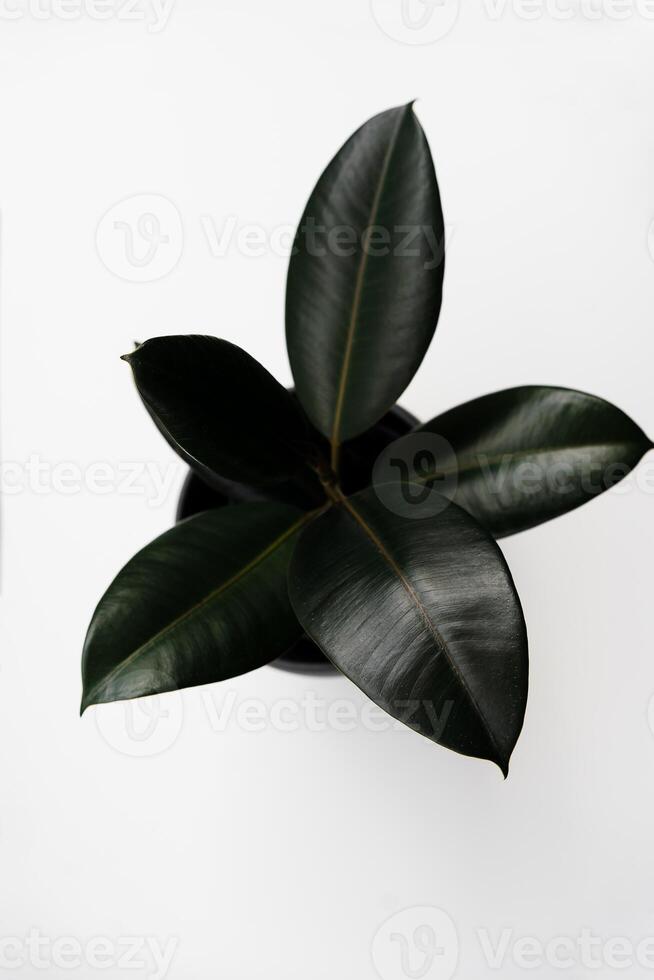 Ficus elastica, rubber fig leaves isolated white background with copy space photo