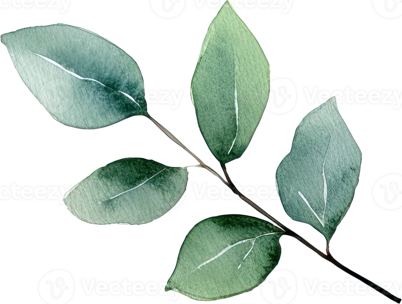 A watercolor drawing of a leaf png