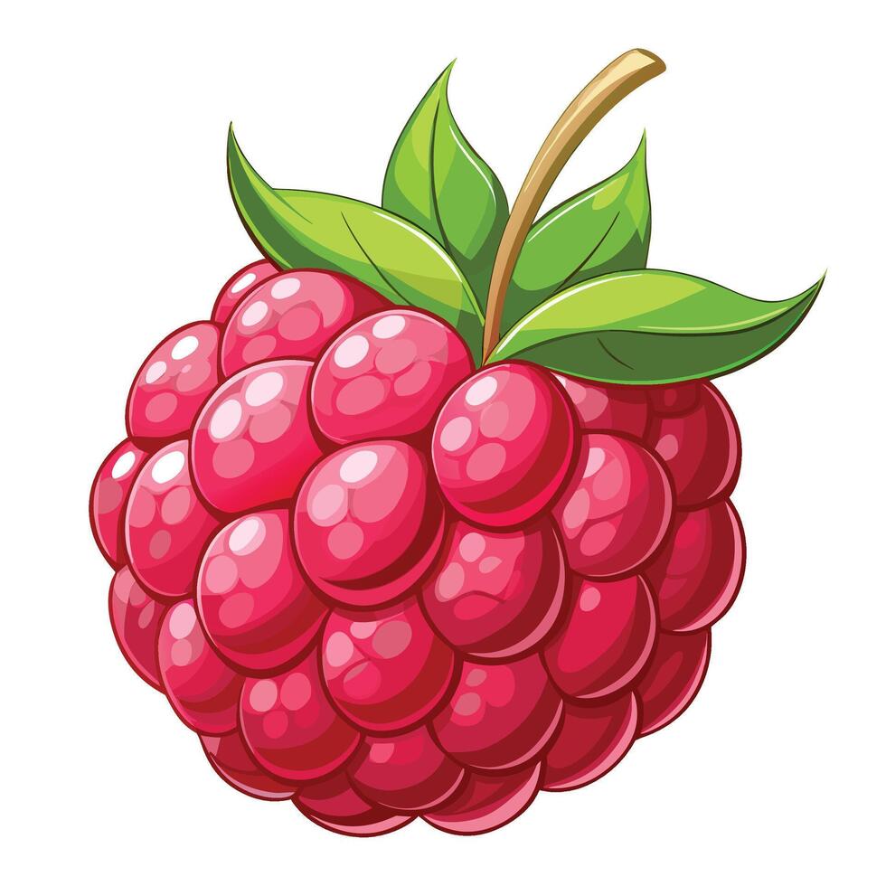 a raspberry is shown on a white background vector