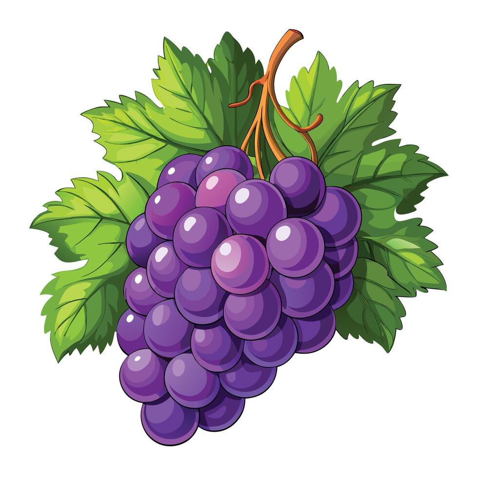 grapes on a branch illustration vector