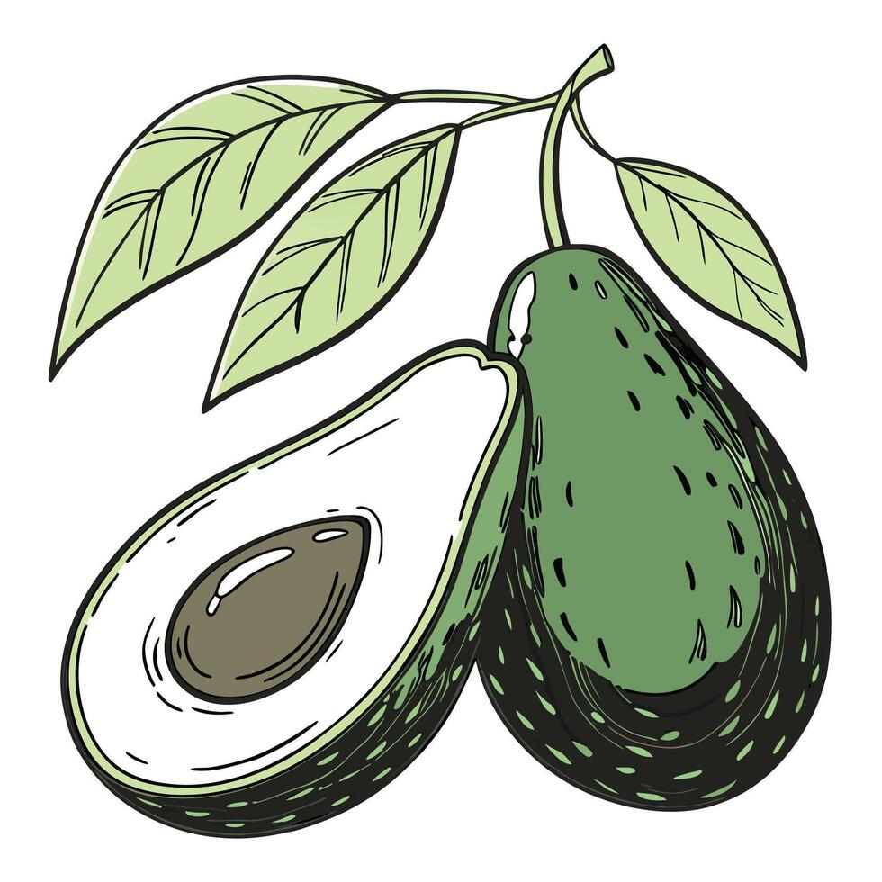 two avocado with leaves on a white background vector