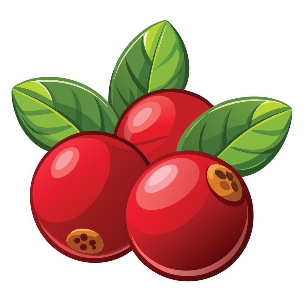 cranberries with leaves illustration vector