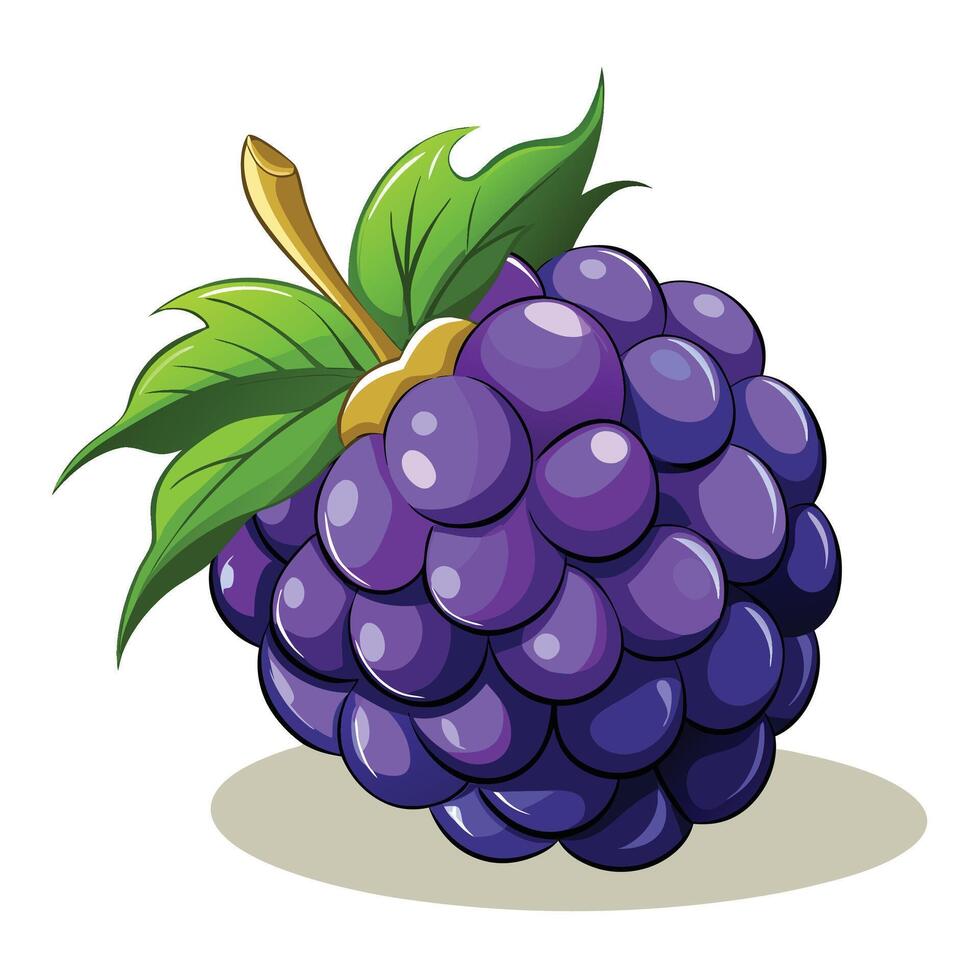 a blackberry fruit with leaves and a green stem vector