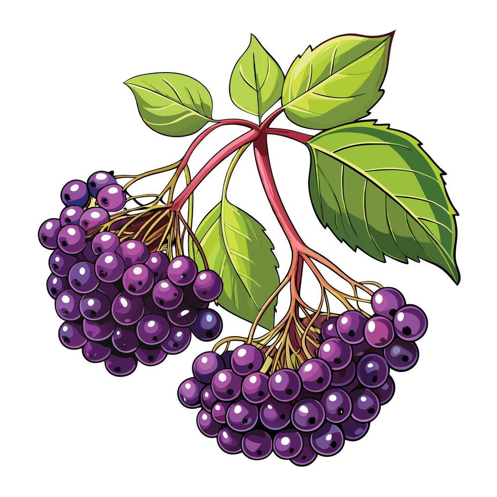 illustration of purple elderberry vector