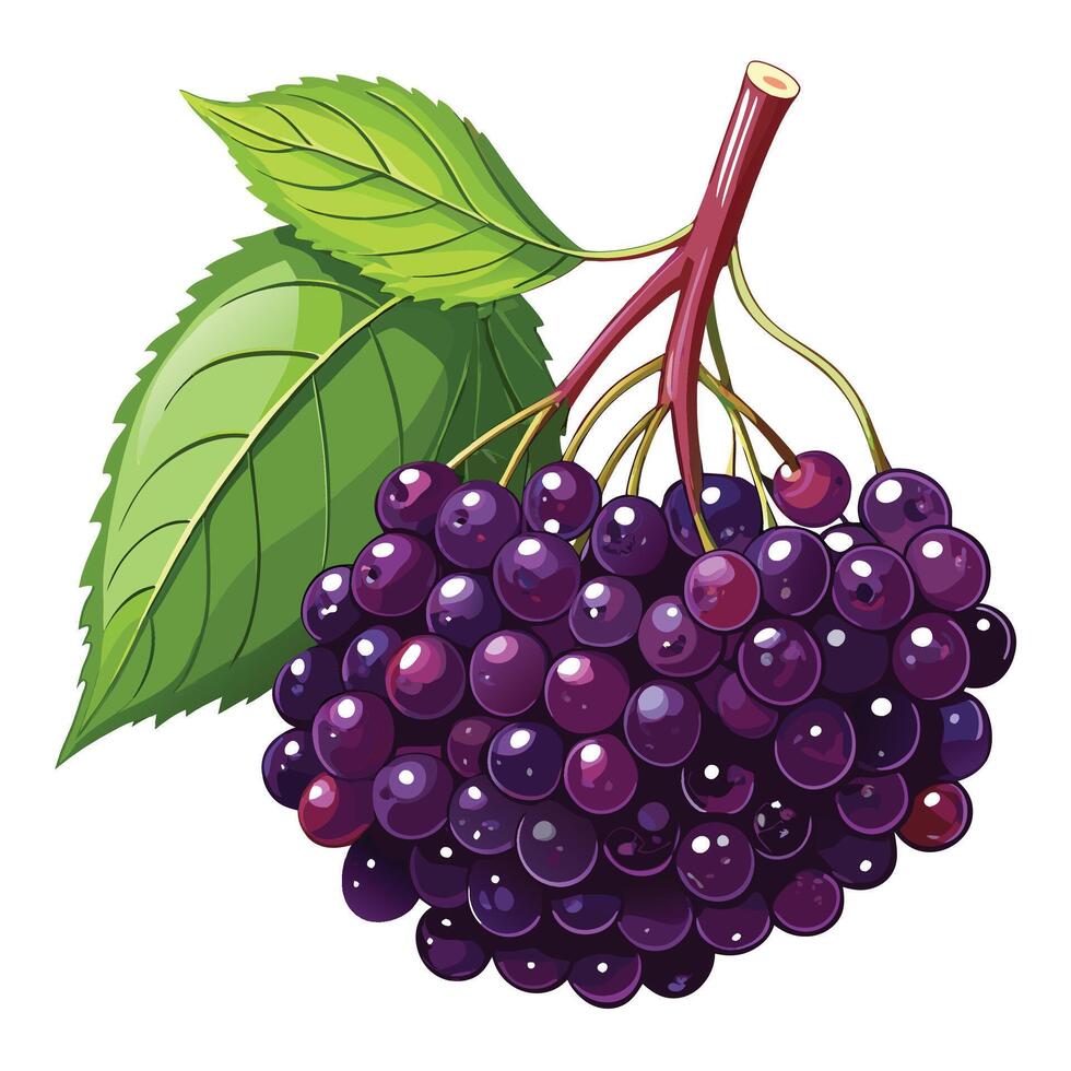 illustration of black currant with leaves vector
