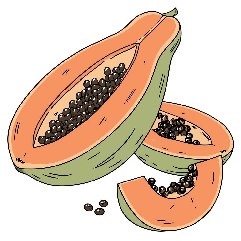 papaya fruit with seeds and seeds vector