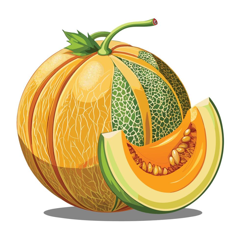 a melon with a slice and a whole vector