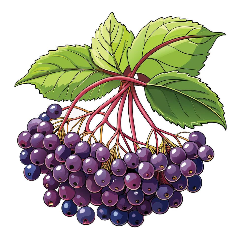 illustration of a bunch of elderberry vector