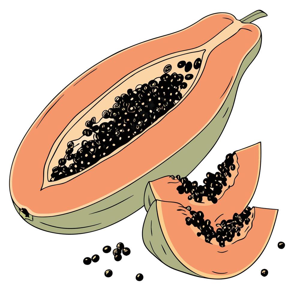 papaya fruit with seeds and cut in half vector
