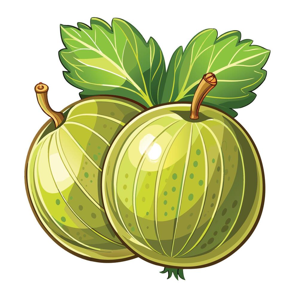 two green apples with leaves on a white background vector