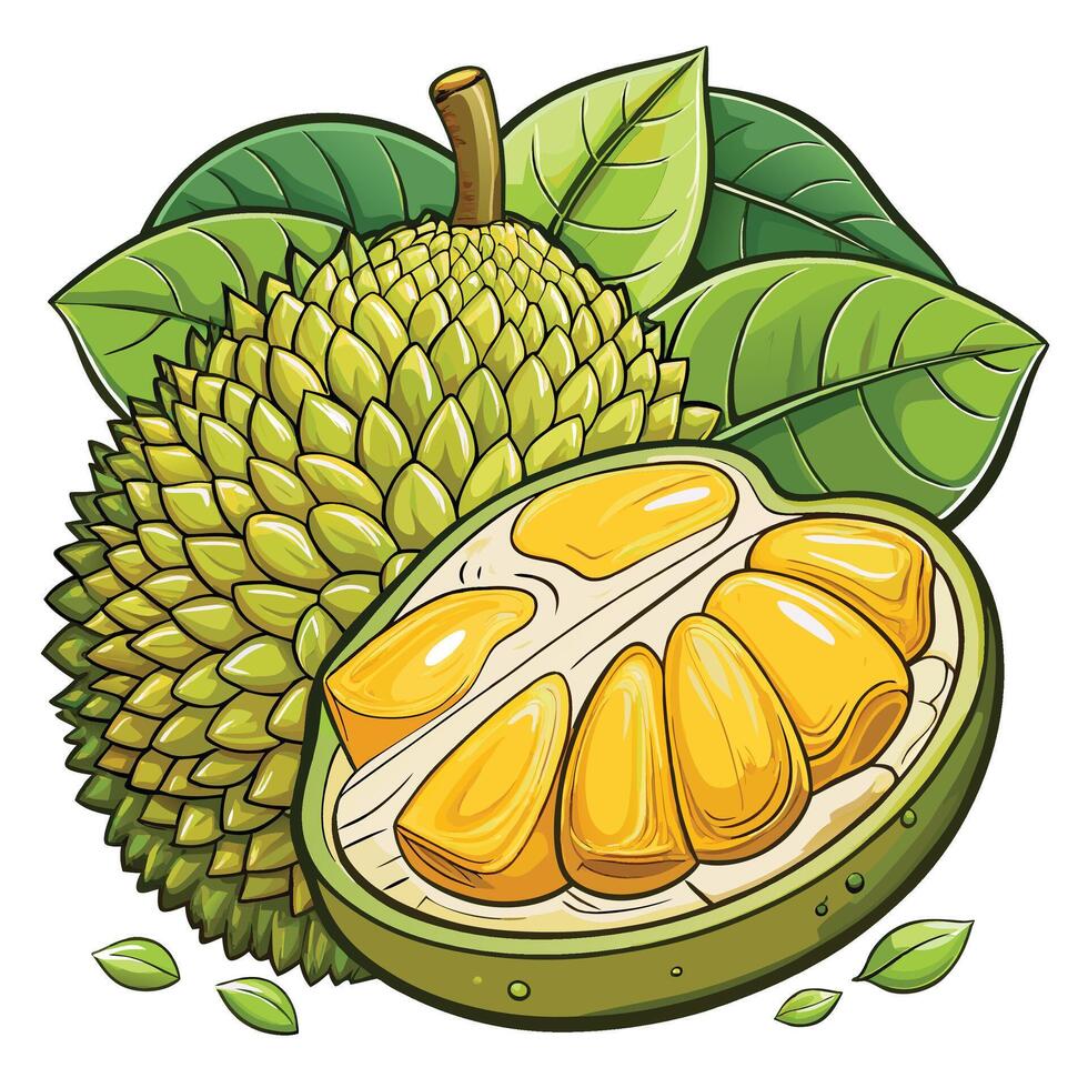 illustration of durian fruit with leaves and cut open vector