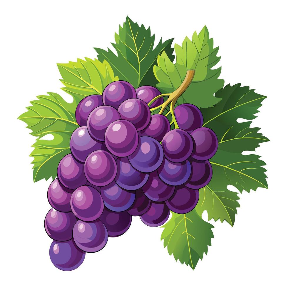 grapes on a branch illustration vector