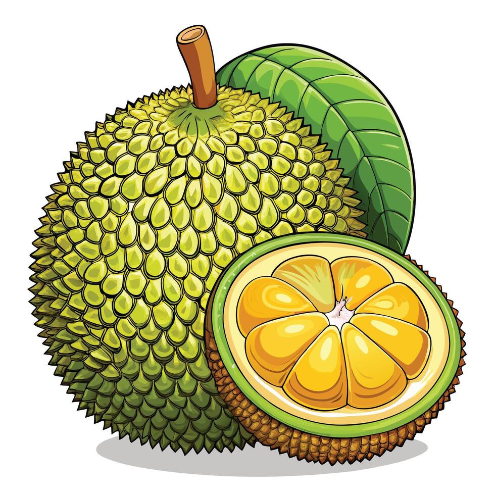 illustration of jackfruit fruit with slice and green leaf vector