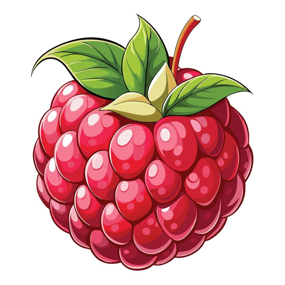 raspberry fruit illustration vector