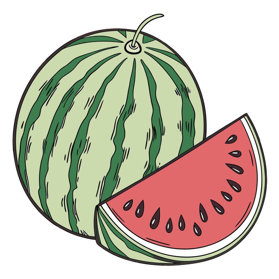 watermelon illustration art vector