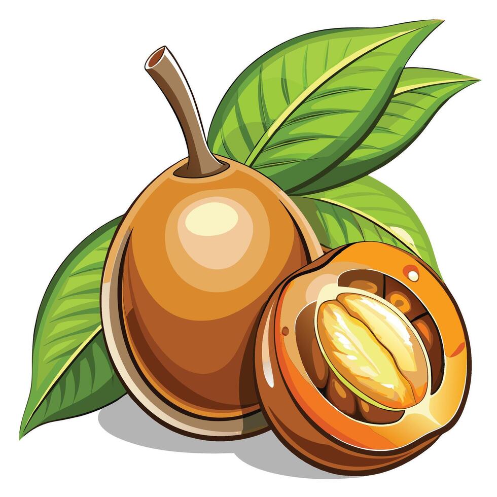 illustration of a ripe apricot fruit with leaves vector