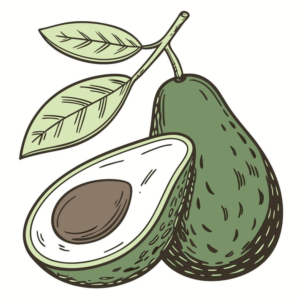 an avocado with leaves and a half cut in half vector