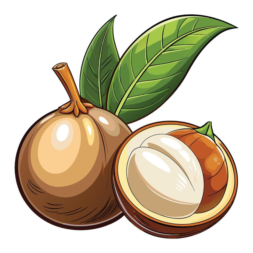 cartoon macadamia nut with leaves illustration vector