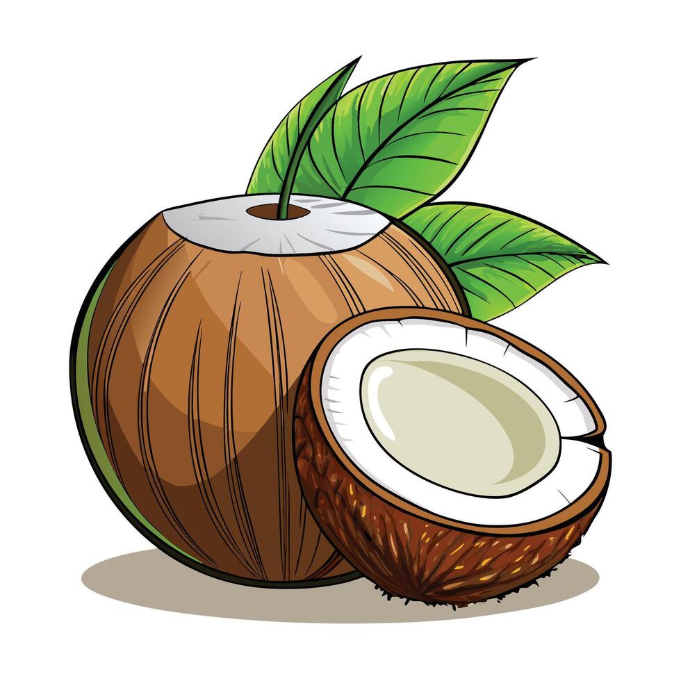 coconut with leaf and half illustration vector