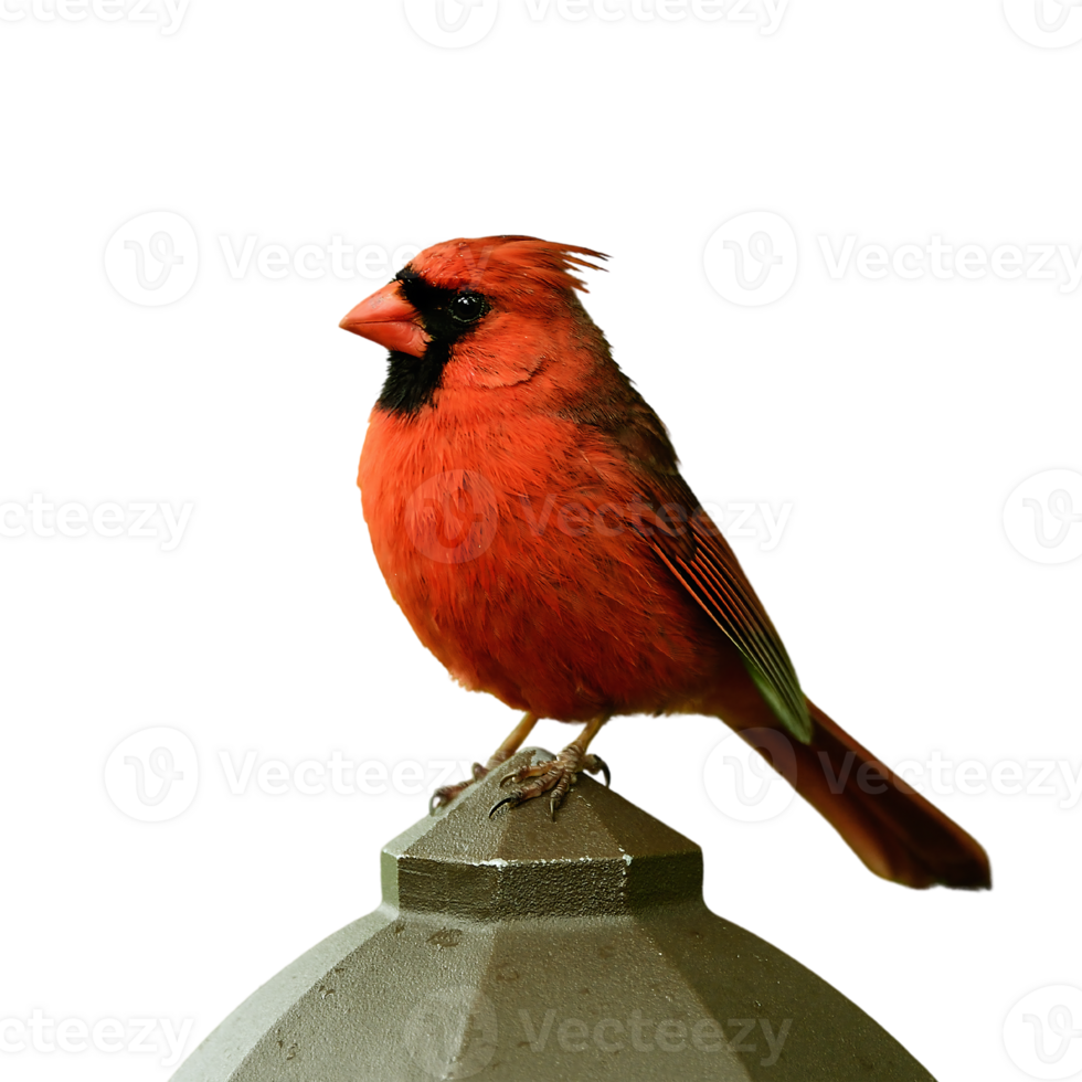 Editable Bird Design with High-Quality Images png