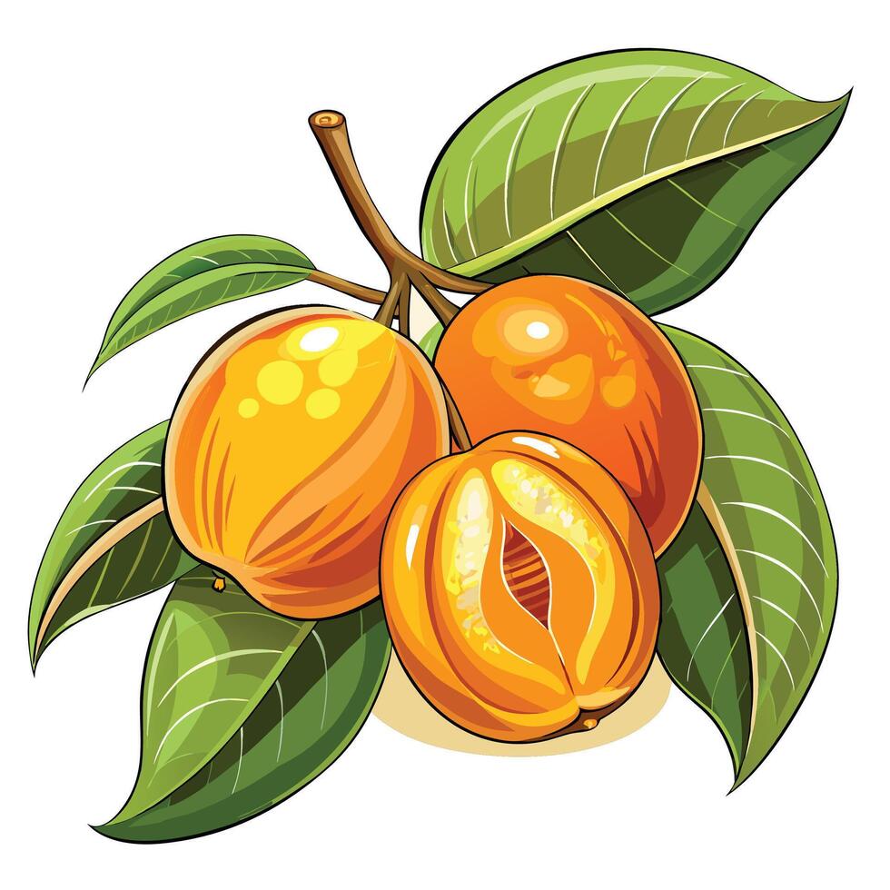 illustration of ripe apricot fruit vector