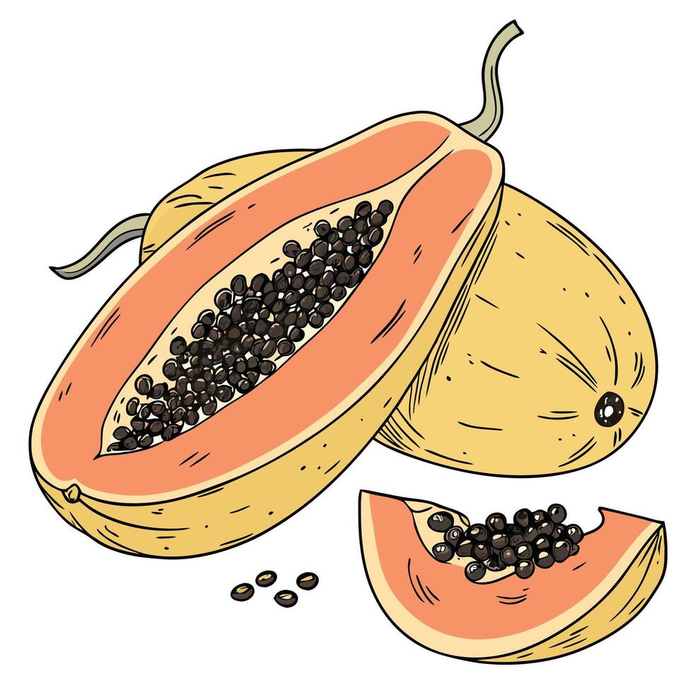 papaya fruit with seeds and seeds on white background vector