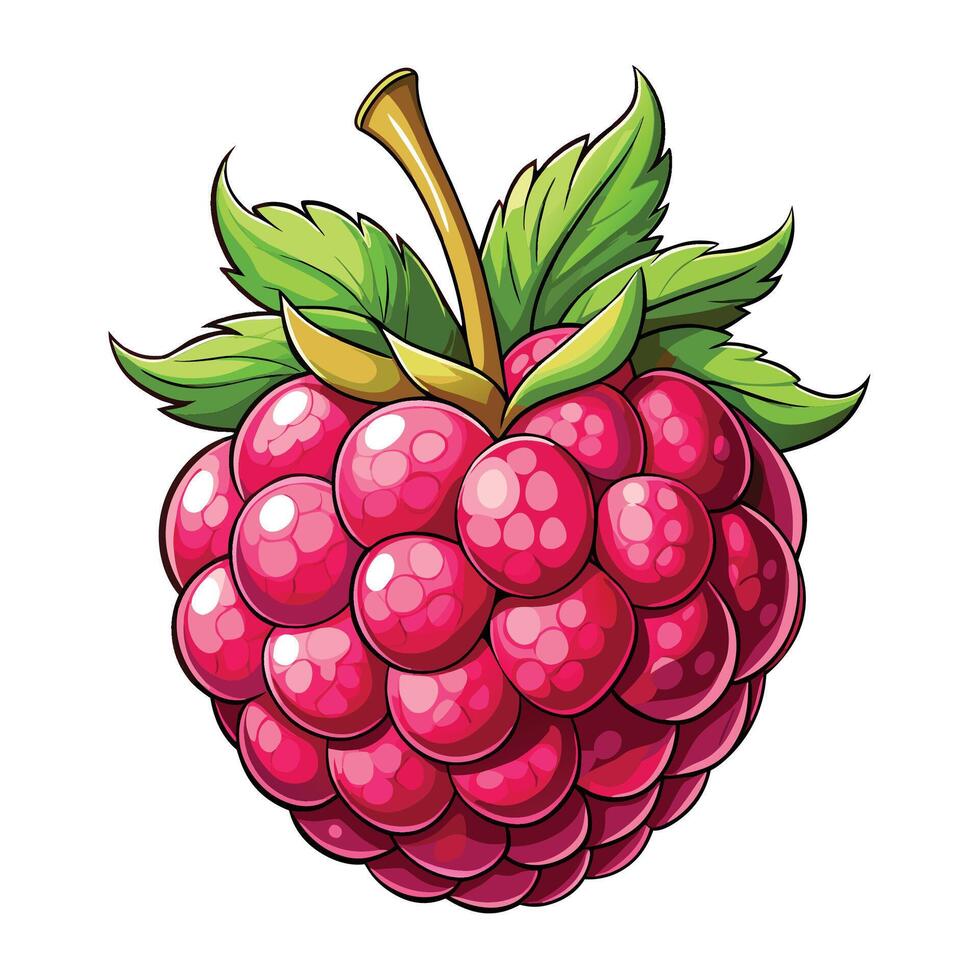 raspberry fruit illustration vector