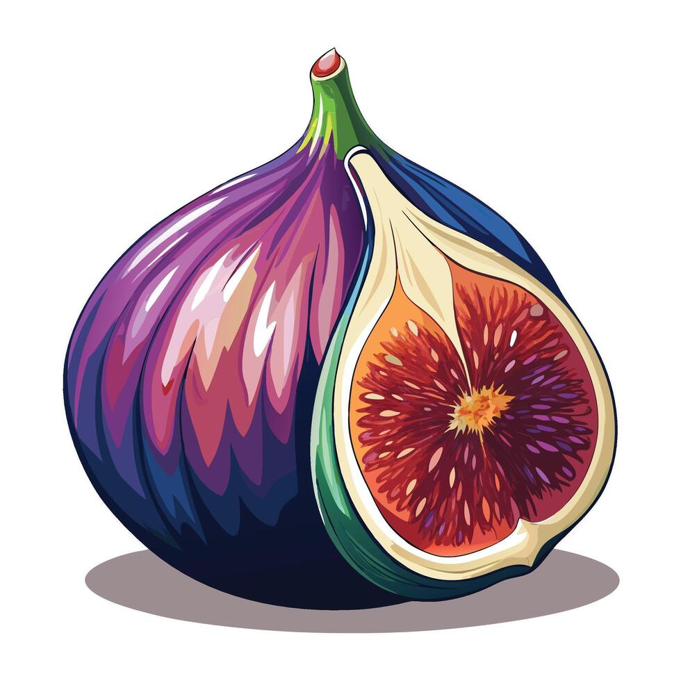 figs designs art vector