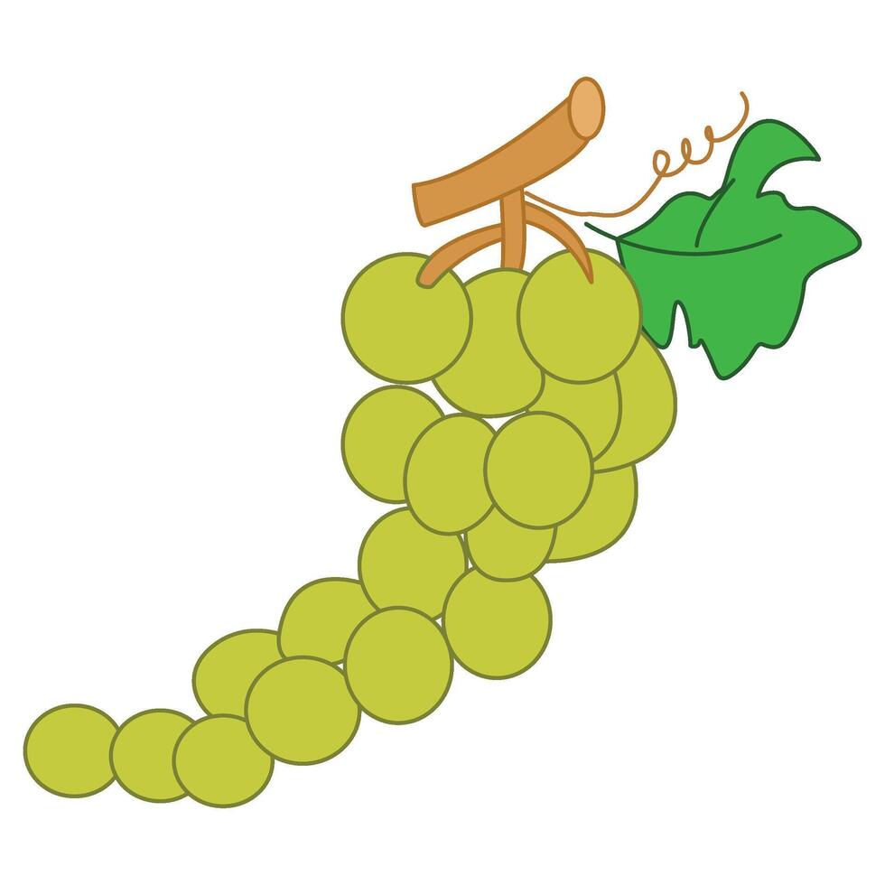 A bunch of grapes isolated on white background vector