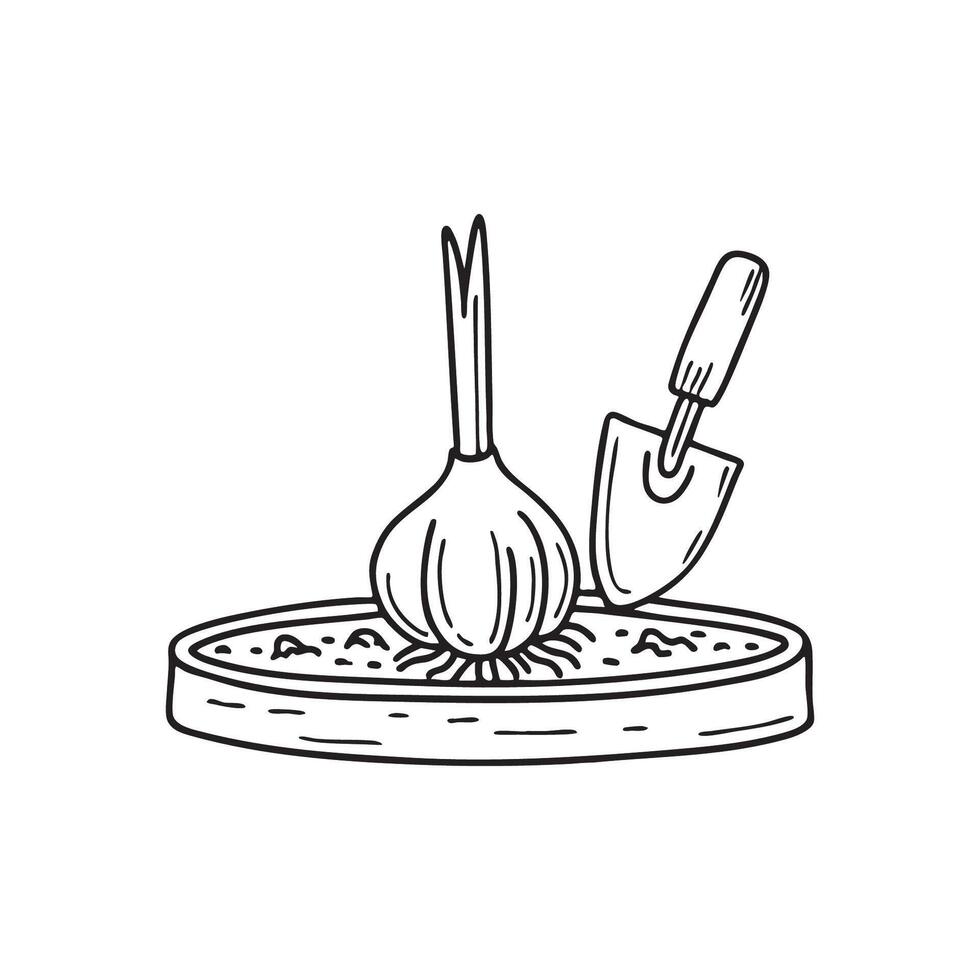 Doodle illustration of a garlic bulb being planted in the soil of a small garden vector