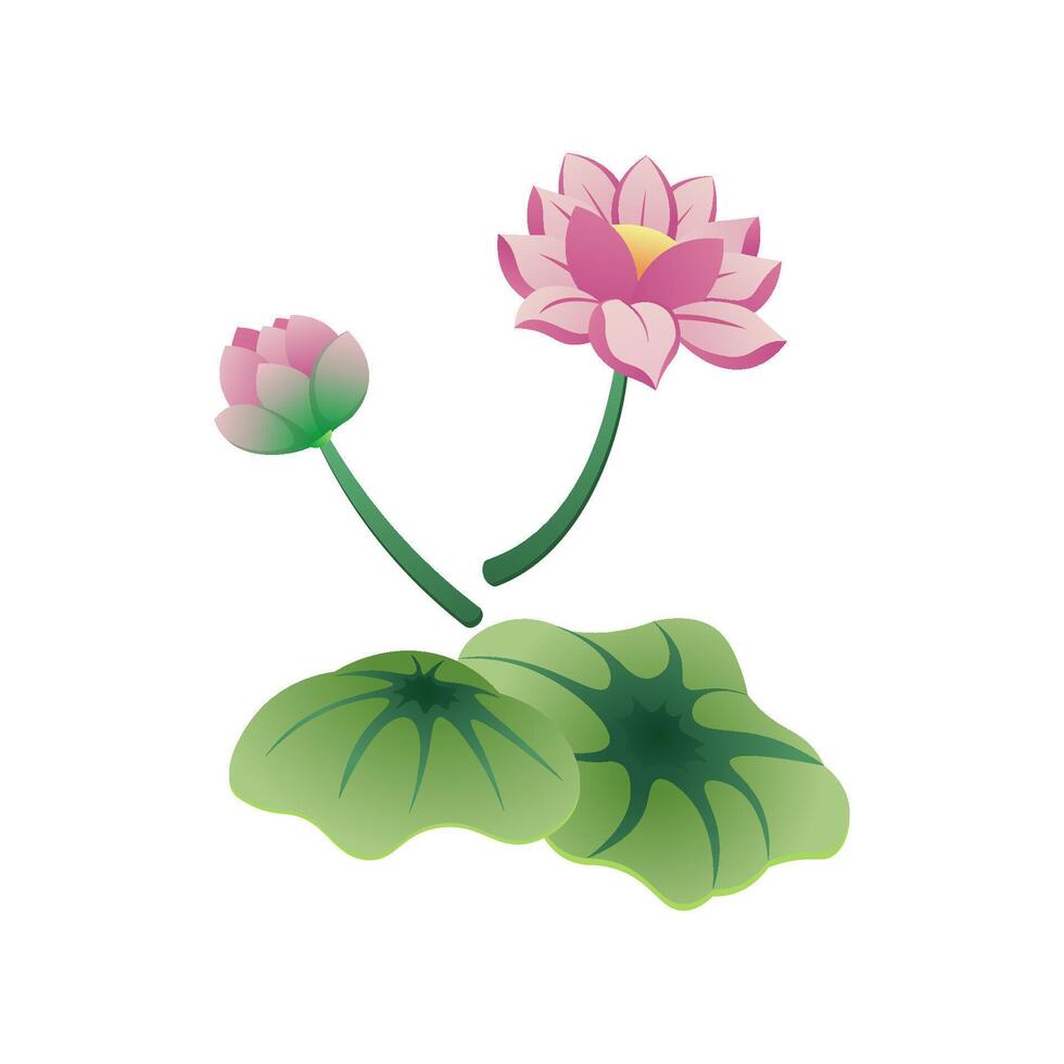 Beautiful lotus flower vector