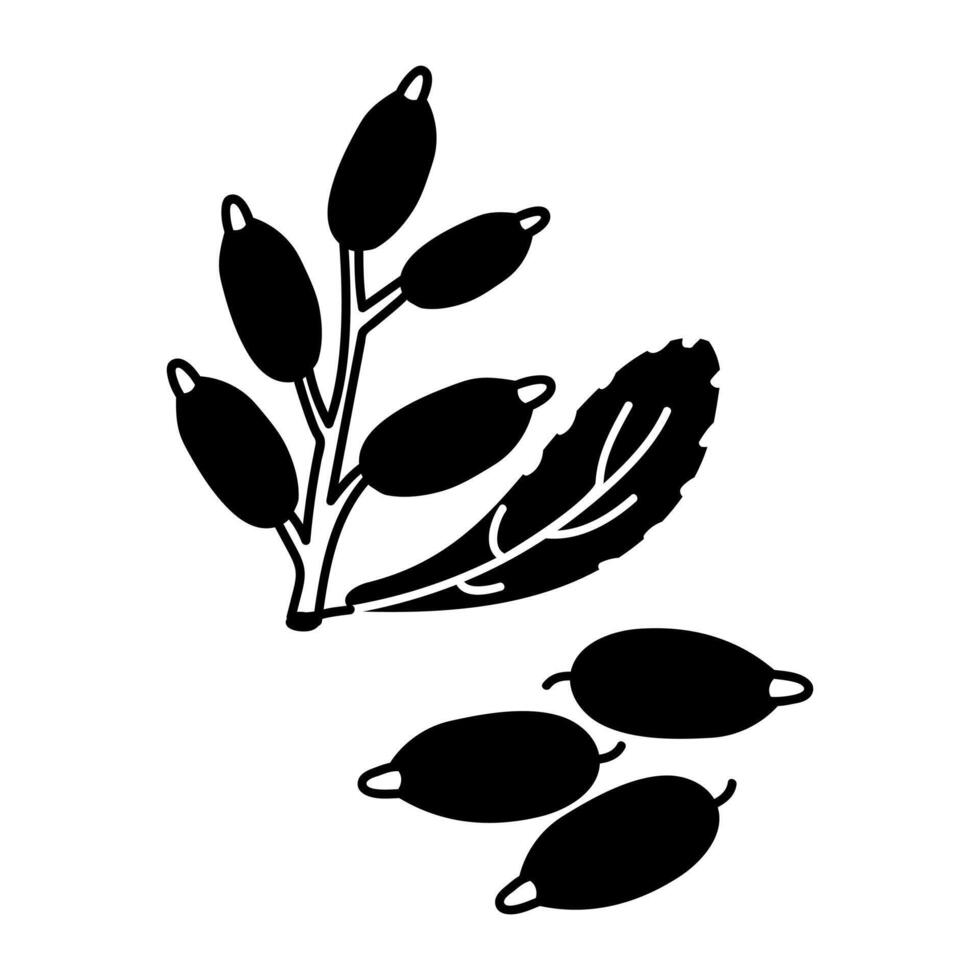 Barberry, twig and berries. Culinary berries and spices, hand-drawn. of sketches in small details. A black outline on a white background. illustration. Seasonings, spices, food additives vector