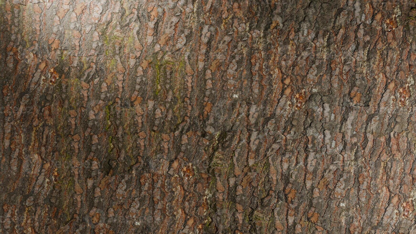 a close up of a tree trunk with some brown spots. Detailed close-up tree bark texture. Elegant natural tree photo