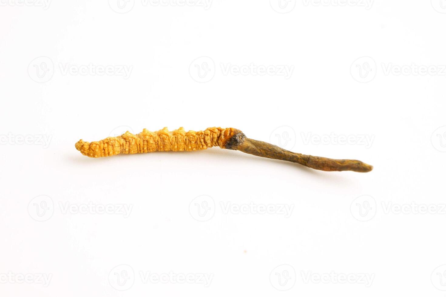 Cordyceps sinensis or Ophiocordyceps sinensis isolated on white background, mushroom herb treatment medicine. photo