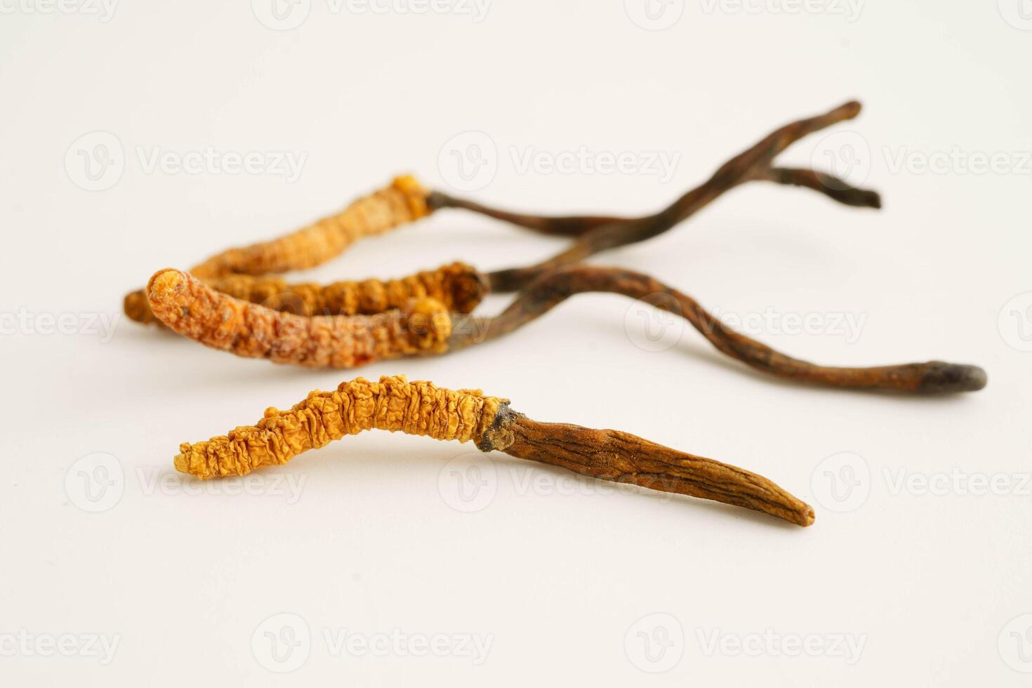 Cordyceps sinensis or Ophiocordyceps sinensis isolated on white background, mushroom herb treatment medicine. photo