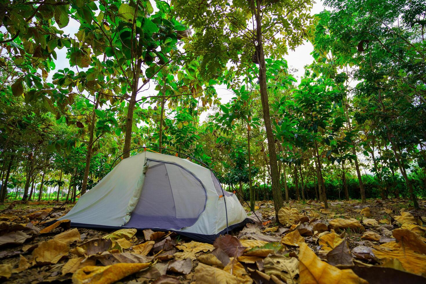 A camping tent in a big forest, the ground is covered with brown fallen leaves. photo