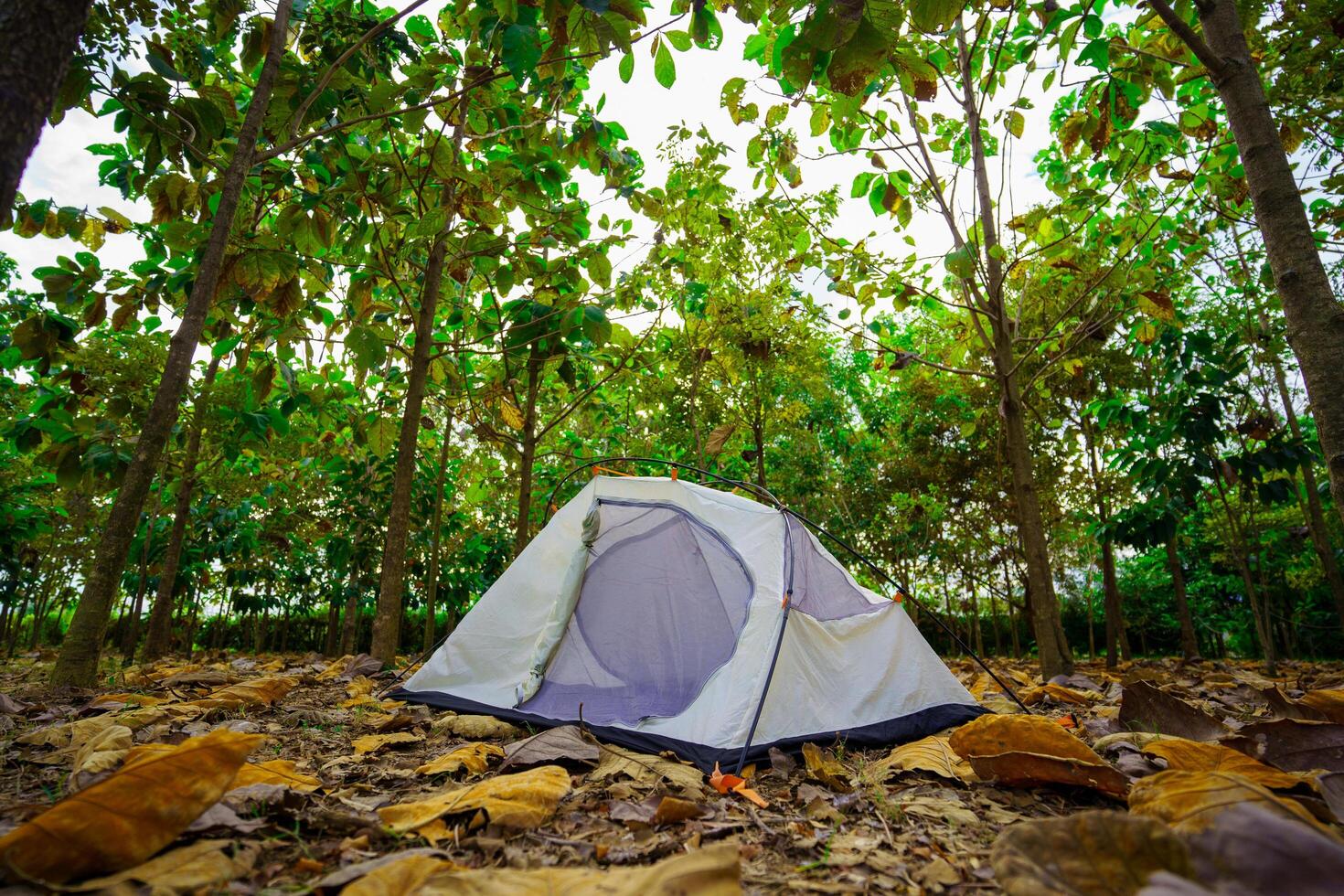 A camping tent in a big forest, the ground is covered with brown fallen leaves. photo