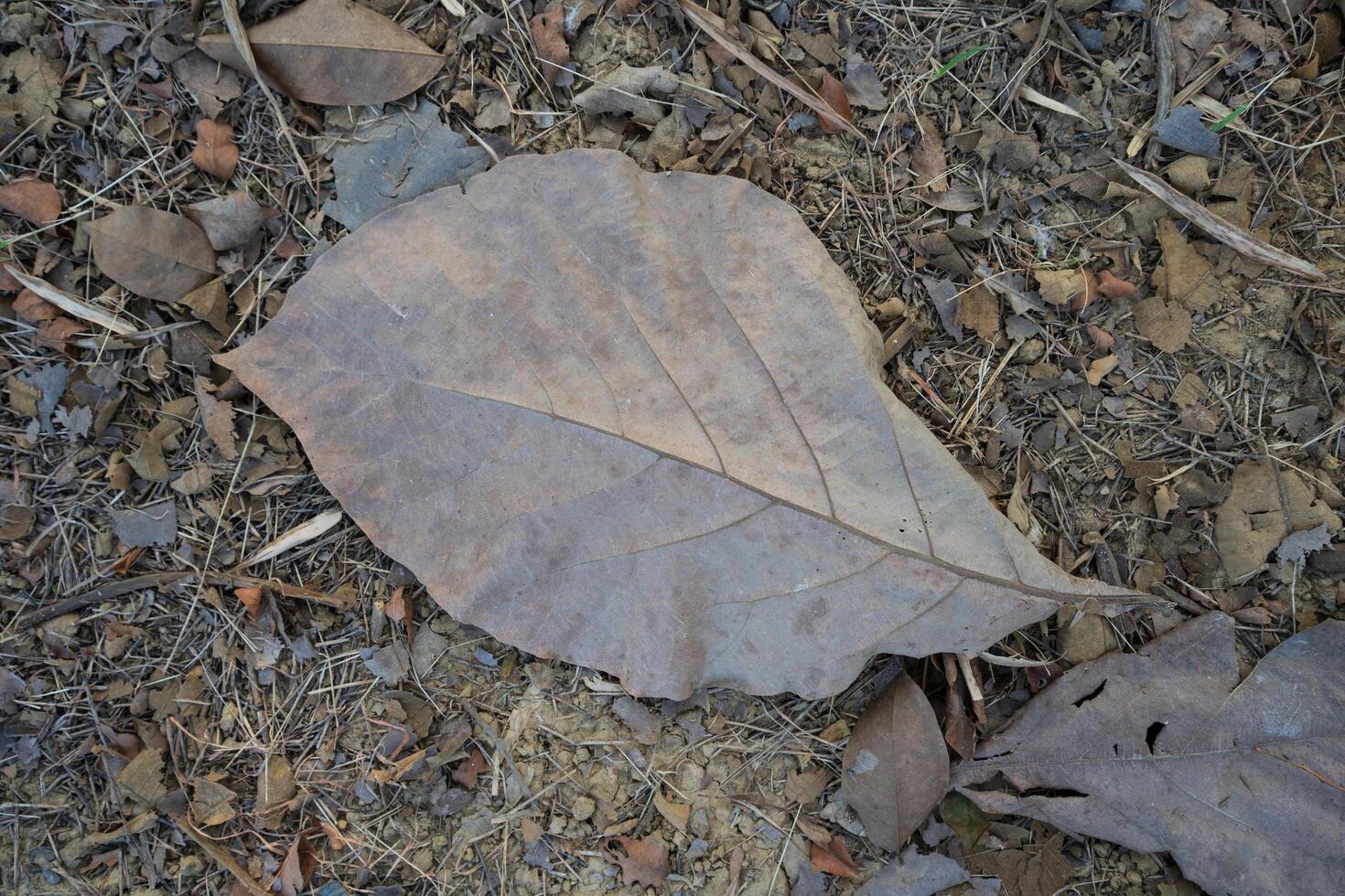 Dry leaves falling on the ground. brown teak leaves texture, autumn background, and Many dry leaves falling on the ground photo