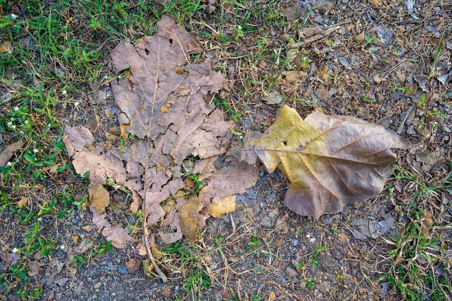 Dry leaves falling on the ground. brown teak leaves texture, autumn background, and Many dry leaves falling on the ground photo