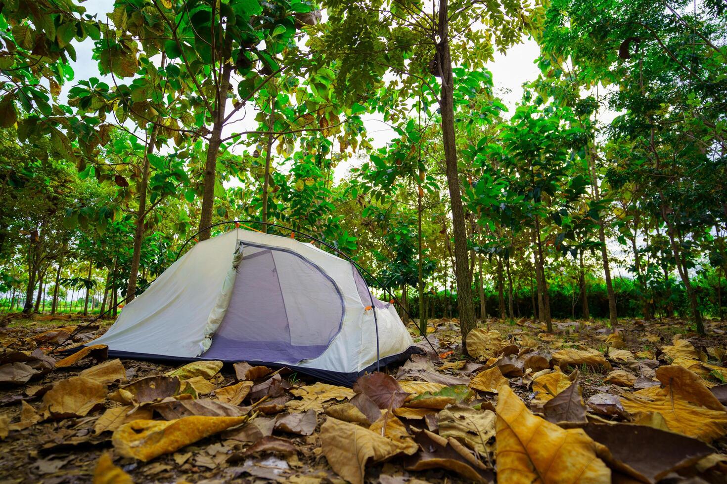 A camping tent in a big forest, the ground is covered with brown fallen leaves. photo