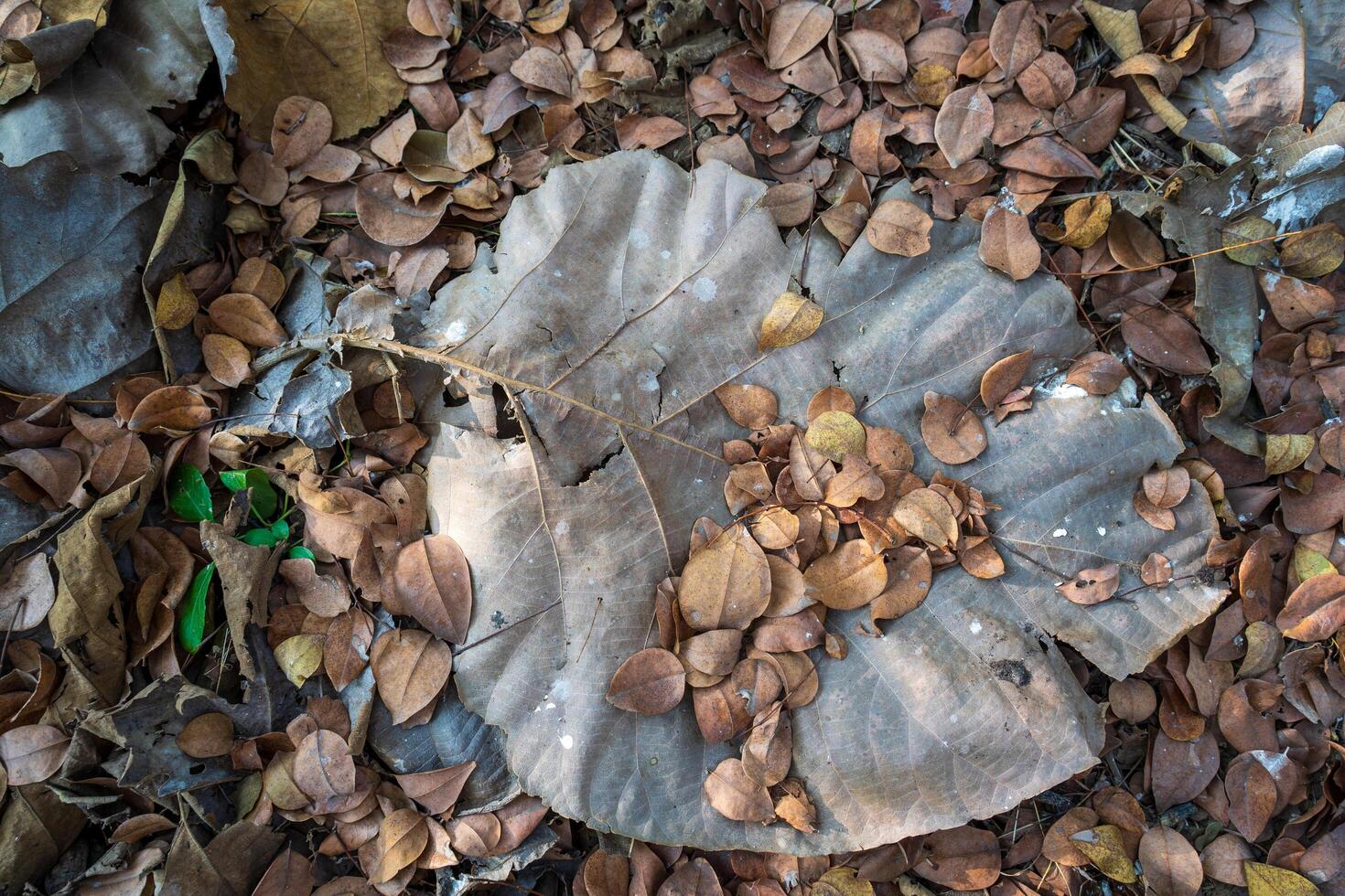 Dry leaves falling on the ground. brown teak leaves texture, autumn background, and Many dry leaves falling on the ground photo