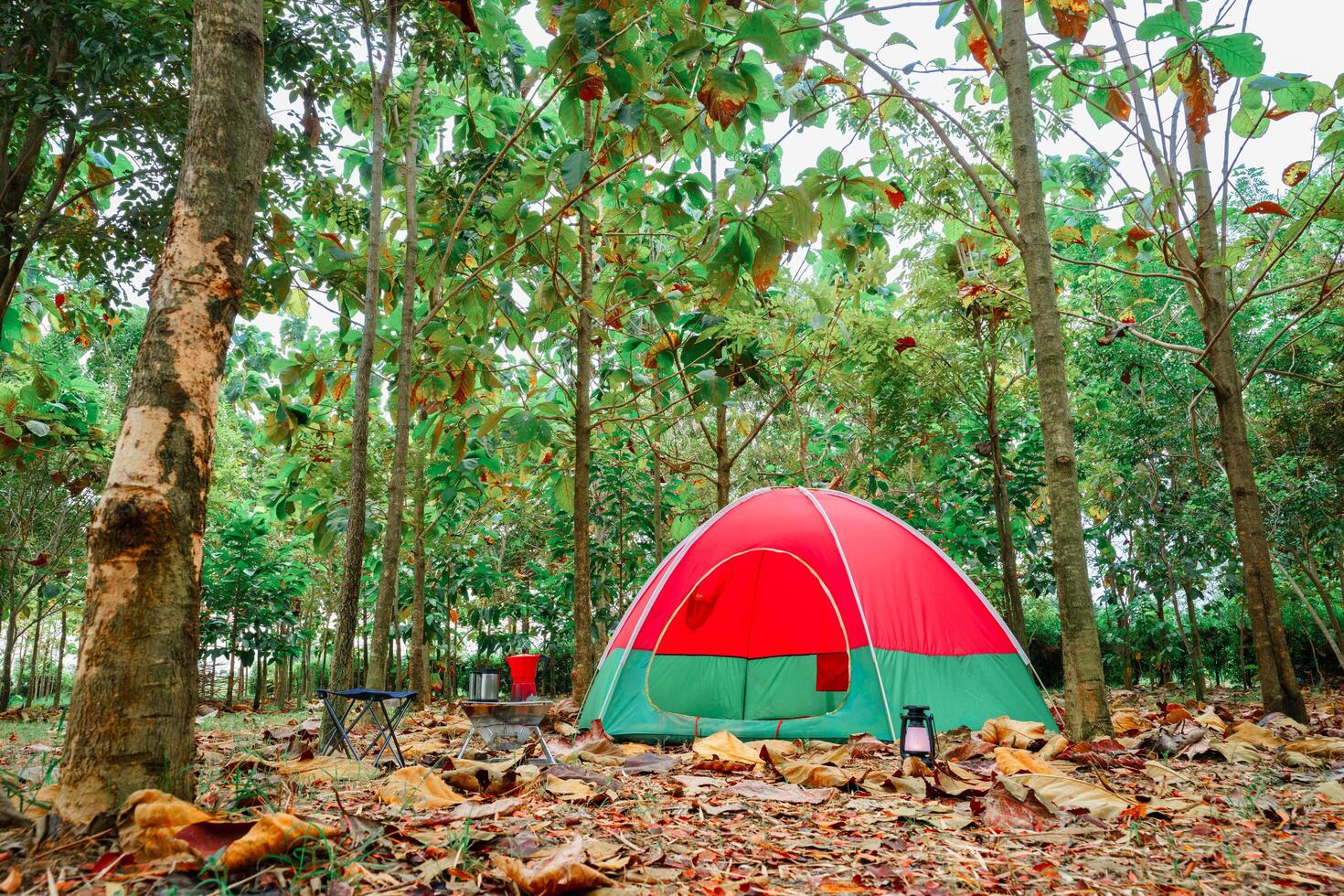 Red camping tent in a big forest, the ground is covered with brown fallen leaves and dry teak leaves in the autumn forest photo