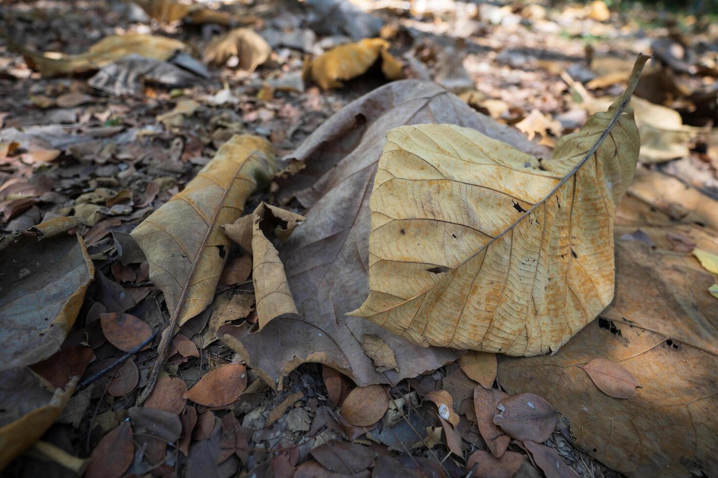 Dry leaves falling on the ground. brown teak leaves texture, autumn background, and Many dry leaves falling on the ground photo