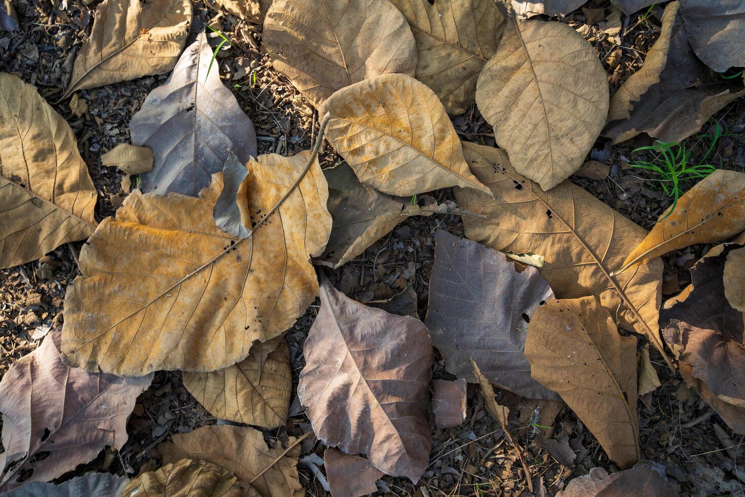 Dry leaves falling on the ground. brown teak leaves texture, autumn background, and Many dry leaves falling on the ground photo