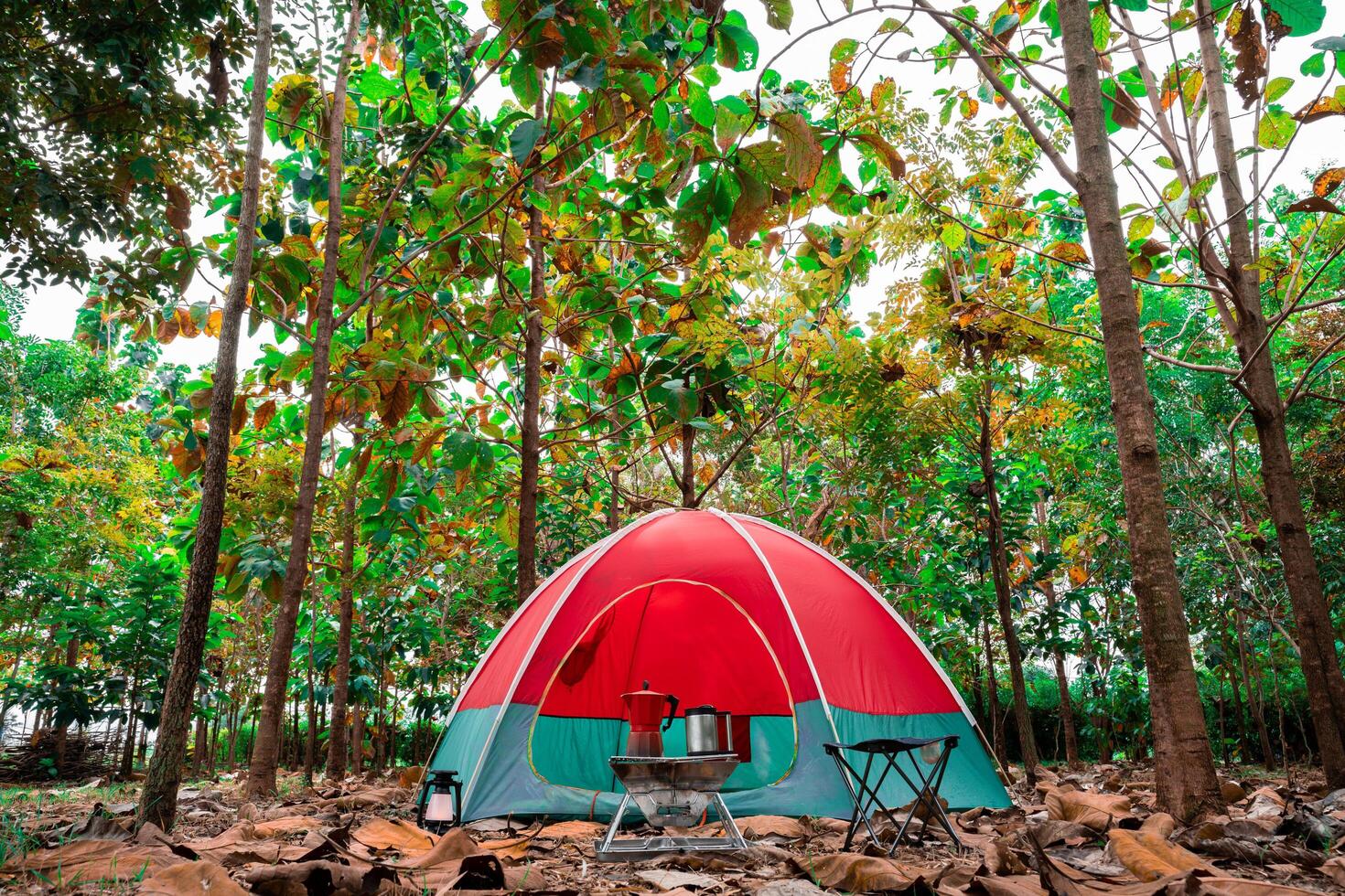 Red camping tent in a big forest, the ground is covered with brown fallen leaves and dry teak leaves in the autumn forest photo
