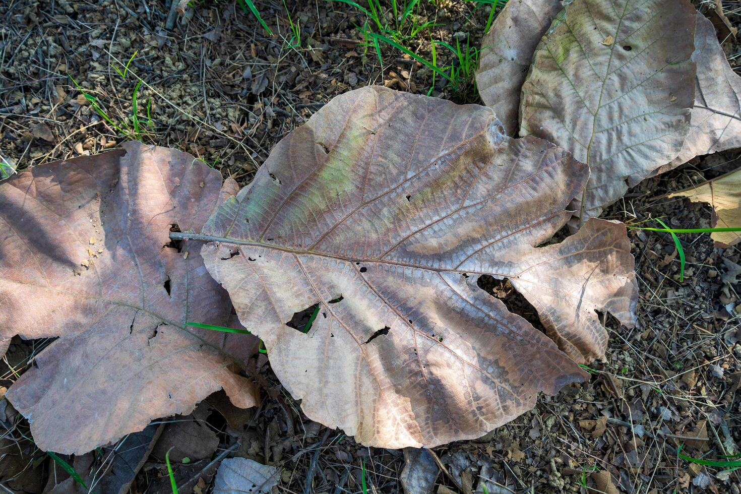Dry leaves falling on the ground. brown teak leaves texture, autumn background, and Many dry leaves falling on the ground photo