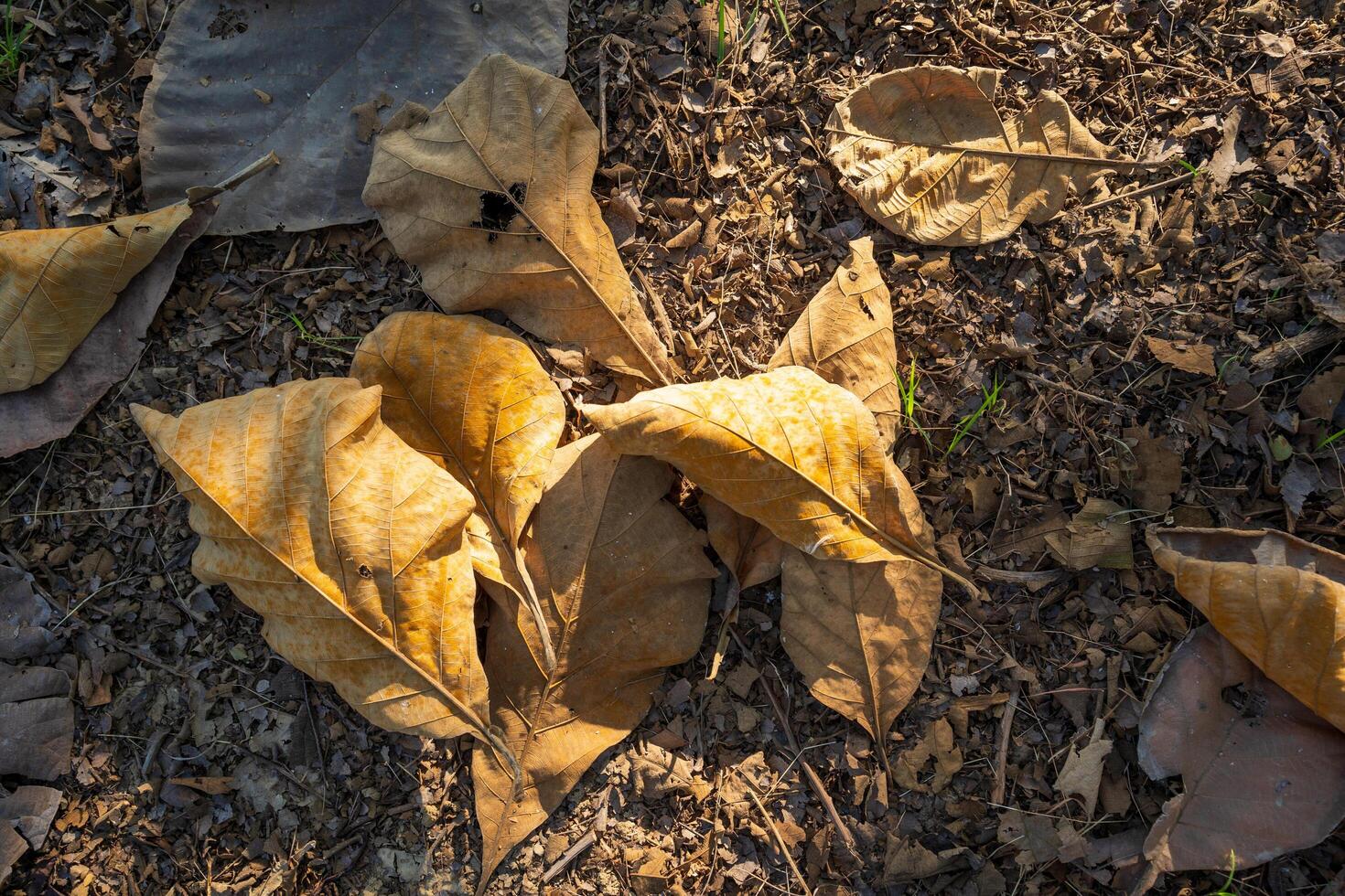 Dry leaves falling on the ground. brown teak leaves texture, autumn background, and Many dry leaves falling on the ground photo
