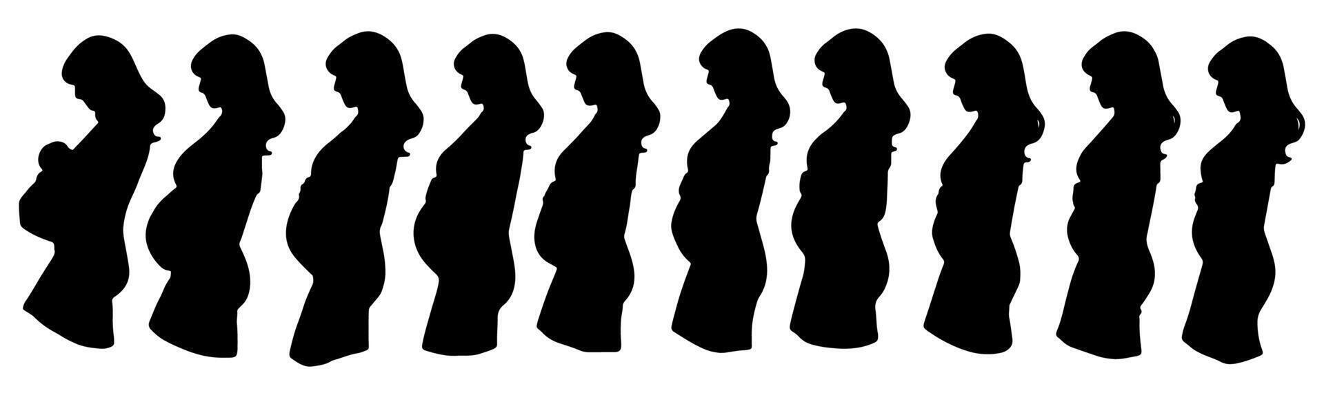 set of silhouette of pregnancy progress. isolated on a background. vector