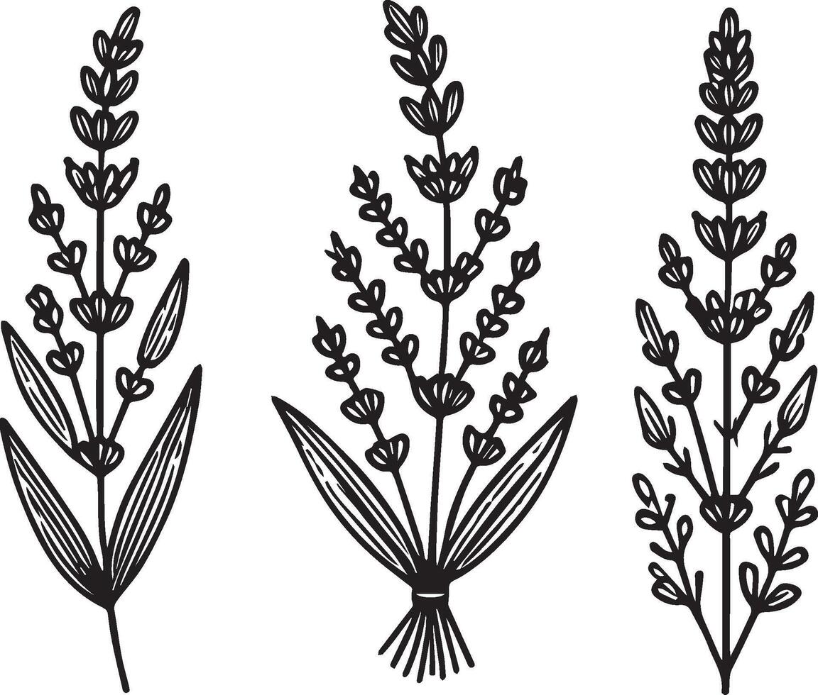 simple flower coloring pages, Coloring pages for kids, hand drawing Lavender flower sketch art of, blossom Lavender flower line art illustration, floral garden for beautiful Lavender flower vector